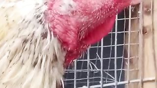 The home pet bird