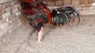 The aseel birds are also