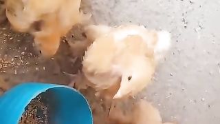 Pata plus pati