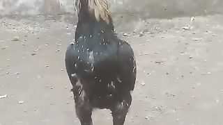 The standing rooster looking towards