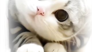 My kitten funny