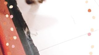 Cute cat 98