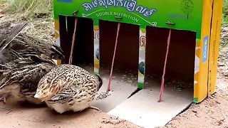 Bird Trap #DIY #trap #creative #viral