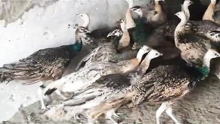 The herd of peacock
