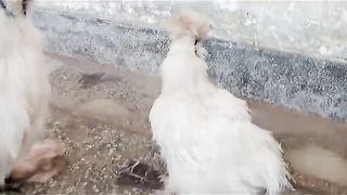 The bantam buff experience
