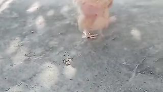 The experience of keeping chickens