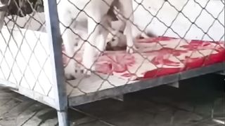 Good dog 8
