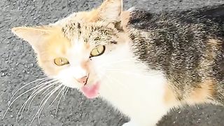 Funny cat videos 18