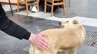 Funny animals 136