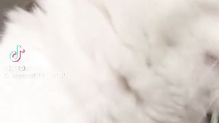cat playing with camera
