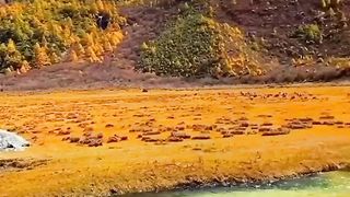 Relax natural video