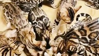 Funny cat ! Sedang makan bersama
