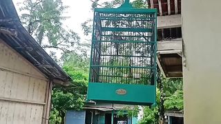 Suara merdu burung terucuk