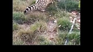 Funny cat .