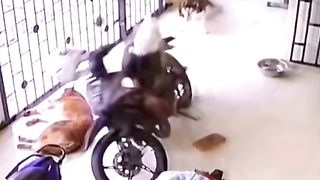 Wild animal 95