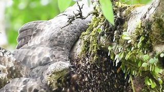 Oriental honey buzzard.feastive on behive