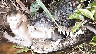 Fascinating Encounter: Snake Devours Mosquito - A Wildlife Spectacle"?