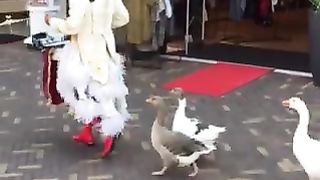 Kepatuhan dan seirama