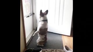 anjing lucu dan unik