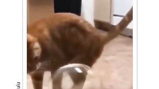 Kucing lucu funny cats