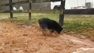 When smart dogs play with water ????