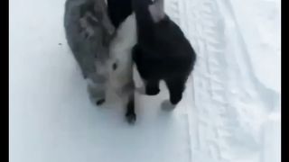 This Funny Way Makes These 2 Cats Survive in the Cold Snow ????