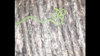 ular snake