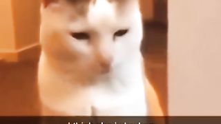 The last one#pet #cat #dog cute animals Funny cute pets