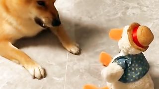 funny animals #pet #cat #dog #cute #animals