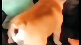 funny animals #pet #cat #dog #cute #animals 2