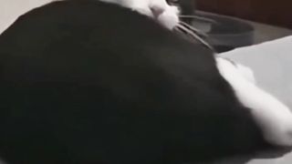 Cat is shocked to hear the voice of a ghost