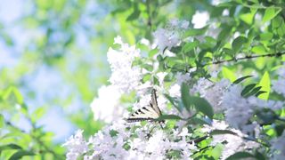 "Secrets of the Wild: A Visual Exploration"