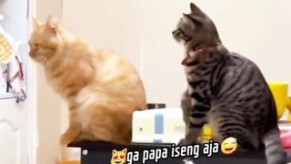 Striped Cats Are Mischievous and Orange Cats