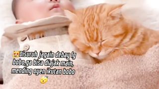 Orange cat sleeping soundly