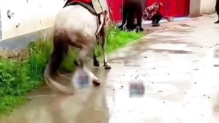 Funny video 2023 91