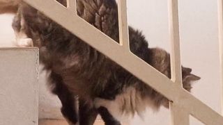 Kucing turun tangga