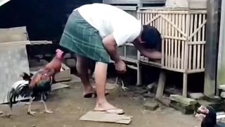 Ayam tidak berpendidikan ????????????