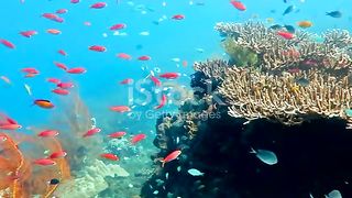 ماهی های زیبا ازدل دریا..