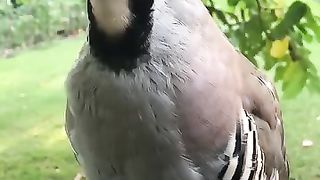 Chikor the bird