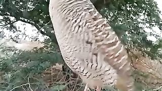 Standing on the wood