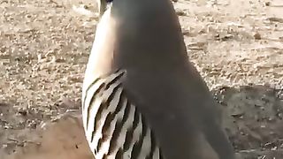 The birds of color