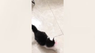 Cat Vs Laser Pointer