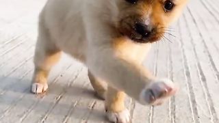 Dogs and chickens play together.