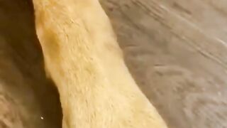 Animais Diversos Engraçado