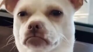Animais Diversos Engraçado