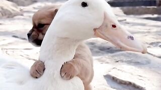 Pata adota filhote de cachorro