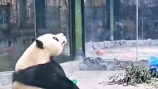 Urso Panda