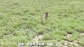 Fotografando Leopardo bem de pertinho
