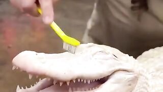 Jacaré Albino recebendo um carinho