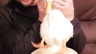 Pato Pagodeiro